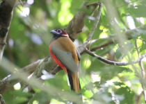 Diard's Trogon