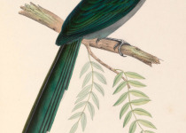 Diard's Trogon