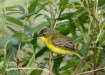 Dinelli's Woodhaunter