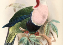 Doherty's Fruit Dove