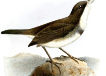 Dohrn's Warbler