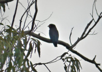 Dollarbird