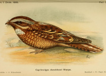 Donaldson's Nightjar
