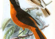 Donaldson's sparrow-weaver