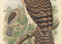 Doria's Goshawk
