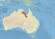 Dorothea's Grasswren