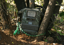 Double-banded Courser
