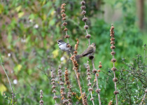 Double-collared Seedeater