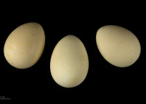 Double-spurred Francolin