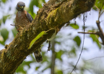 Double-toothed Kite