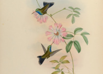 Doubleday's Hummingbird