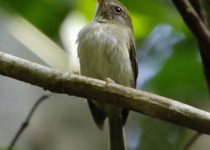 Drab-breasted Bamboo-Tyrant
