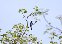 Drongo Cuckoo