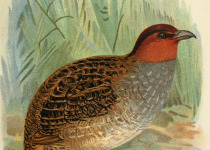Dulit Partridge