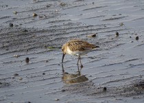 Dunlin
