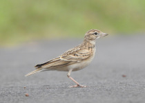 Dunn's Lark