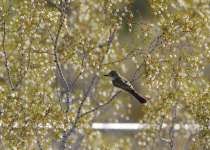 Dusky-capped Flycatcher