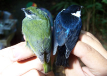 Dusky-capped Flycatcher