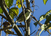 Dusky-capped Flycatcher