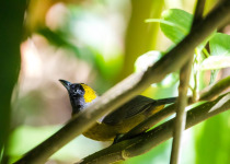 Dusky-faced Tanager