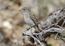 Dusky Flycatcher