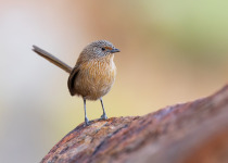 Dusky Grasswren