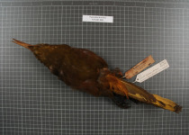 Dusky-green Oropendola