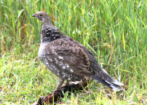 Dusky Grouse