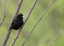 Dusky Indigobird