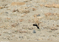 Dusky Lark