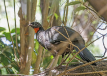 Dusky-legged Guan