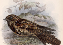 Dusky Nightjar