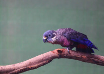 Dusky Parrot