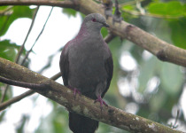 Dusky Pigeon