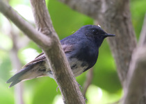 Dusky Robin