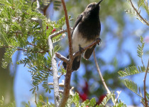Dusky Sunbird