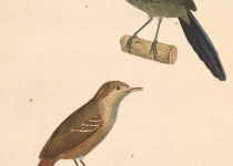 Dusky-tailed Antbird