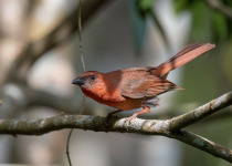 Dusky-tailed Woodstar