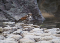 Dusky Thrush