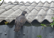 Dusky Turtle Dove