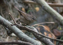 Dusky Warbler