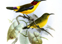 Duyvenbode's Sunbird