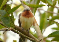 Dwarf Cuckoo