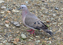 Eared Dove
