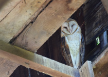 Eastern Barn Owl