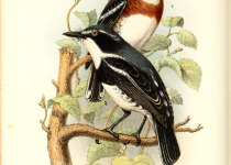 Eastern Black-headed Batis