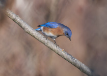 Eastern Bluebird
