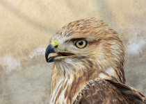 Eastern Buzzard