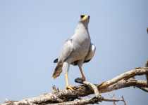Eastern Chanting Goshawk