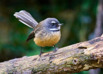 Eastern Fantail